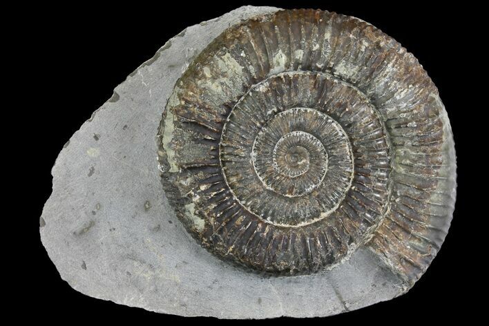 Ammonite (Dactylioceras) Fossil - England #149816